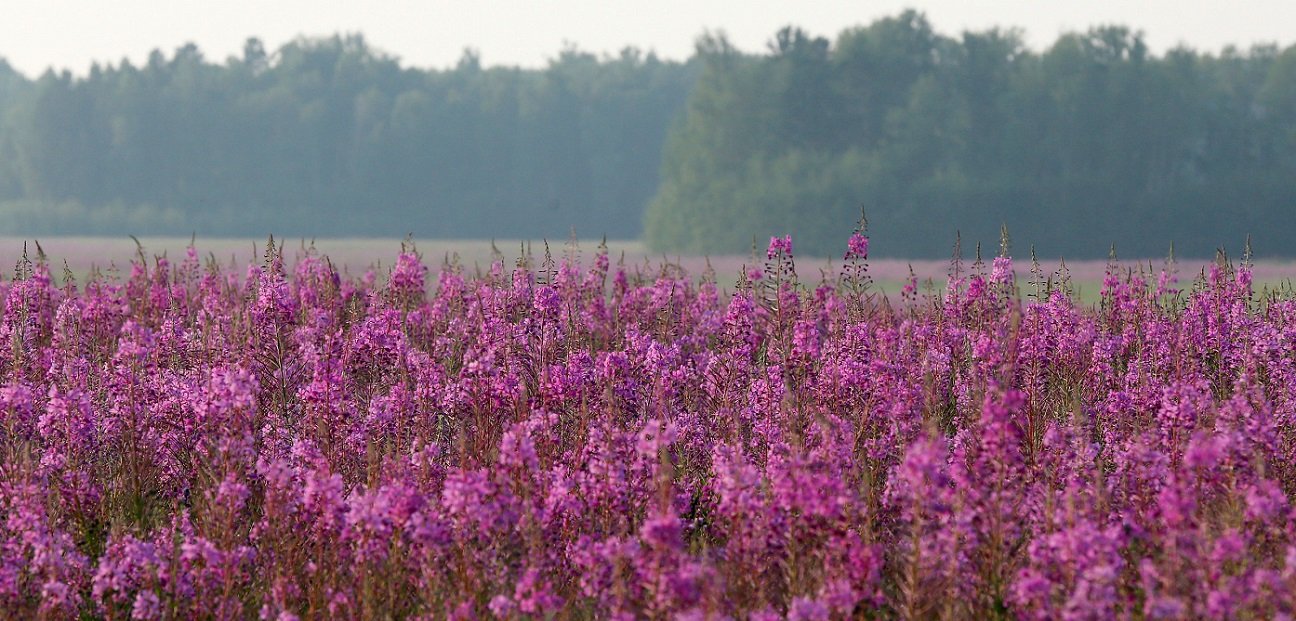 Ivan Chai Tea: the forgotten Russian fermented tea with 16 amino acids
